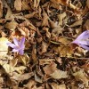 Colchiques et feuilles d'automne