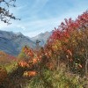 La vgtation aux couleurs de l'automne