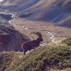 Rencontre avec un bouquetin des Alpes