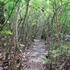 Le chemin traverse la mangrove depuis l'Anse du Souffleur