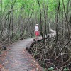 Un paysage surnaturel de chaque côté de nous dans la mangrove de Guadeloupe