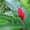 Alpinia rose prononc