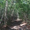 Le chemin grimpe trs raide dans la foret sche