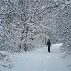 Promenons-nous dans les bois blancs