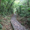 La voie pave traverse la foret