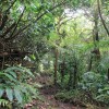 La foret humide porte bien son nom