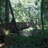 Passerelle dans la fort de la pluie