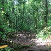 On se croirait dans la jungle !
