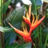 Fleur de balisier de Guadeloupe