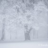 Arbres fantomatiques
