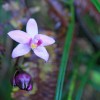 Une orchide de toute beaut