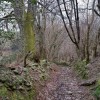 Le chemin s'enguffre dans la foret