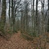 Un tapis de feuilles mortes 