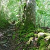 Dans la monte dans le bois