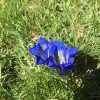 Fleur lors d'une randonne  Cauterets