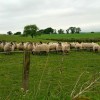 Dans un champs les moutons cossais