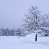 La neige tombe sur l'Aubrac