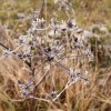 Le givre gagne toute la nature