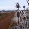 Des chardons bordent la piste de terre