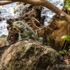 Un iguane nous observe