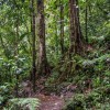 Nous marchons dans la jungle