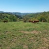 Un troupeau de vaches dans le prs