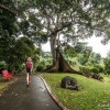 Promenade facile dans le jardin botanique de Deshaie