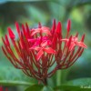 Jolie fleur dans le jardin de Deshaies