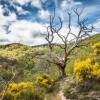L'arbre sous un autre angle