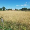 Les jolis champs de bl  perte de vue