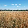 Des bls et la nature au loin