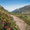 En plus, les rhododendrons sont en fleurs