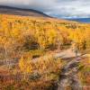 Randonne dans le parc d'Abisko