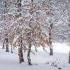 Arbres pleins de neige