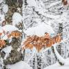 Gros plan sur quelques feuilles qui rsistent  l'hiver