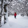 On marche sous les arbres dans la neige