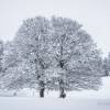 Les arbres sont bien recouverts de neige