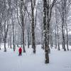 Superbe fort d'arbres enneigs