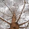Dans la fort recouverte de neige