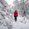 La neige a bien tenu sur les arbres
