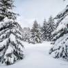 Encore des sapins sous la neige