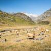 Un cadre sympa pour les vaches