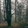 Fort dans le brouillard
