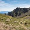 Troupeau de lamas au col de Sencours