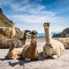 Les lamas au col de Sencours
