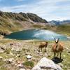 Lamas devant le lac d'Oncet