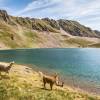 Encore des lamas