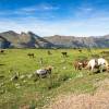 Plateau avec les chevaux