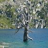 Arbre mort sur Estany Negre
