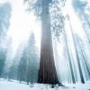 Silent Giant Forest